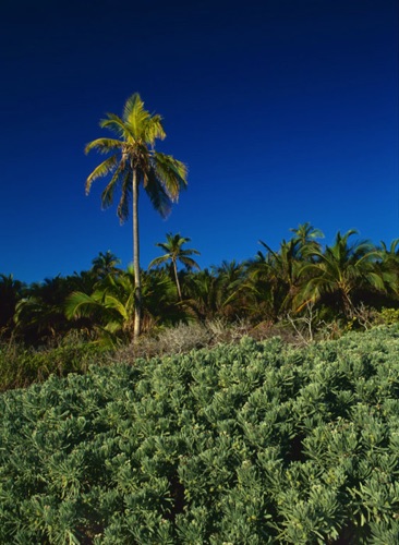 Lone Palm Tree Harbour Island Bahamas (MF).jpg